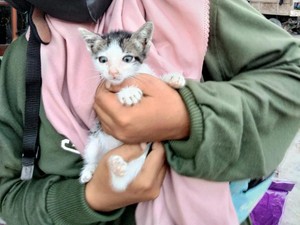 Kucing-kucing Ini Selamat dari Erupsi Gunung Semeru