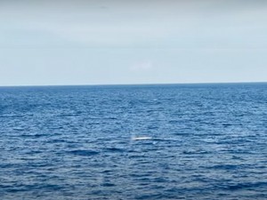 Penampakan Makhluk Langka di Laut, Kepulauan Selayar Hancur Digoyang Gempa NTT