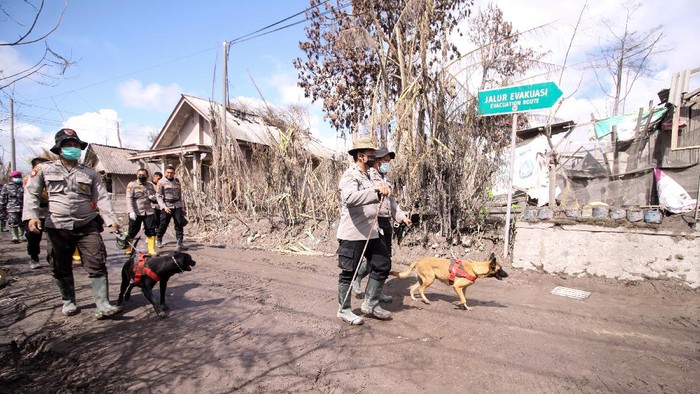 PENCARIAN KORBAN LETUSAN GUNUNG SEMERU Petugas kepolisian bersama anjing pelacak melintas di jalur material guguran awan panas Gunung Semeru di Curah Koboan, Pronojiwo, Jawa Timur, Kamis (9/12/2021). Pencarian korban guguran awan panas Gunung Semeru difokuskan di sejumlah titik di antaranya Kajar Kuning, Sumber Wuluh, Curah Koboan dan Pronojiwo. ANTARA FOTO/Umarul Faruq/hp.