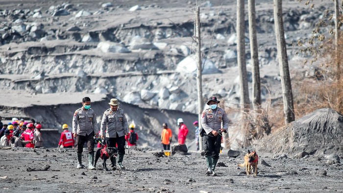 PENCARIAN KORBAN LETUSAN GUNUNG SEMERU Petugas kepolisian bersama anjing pelacak melintas di jalur material guguran awan panas Gunung Semeru di Curah Koboan, Pronojiwo, Jawa Timur, Kamis (9/12/2021). Pencarian korban guguran awan panas Gunung Semeru difokuskan di sejumlah titik di antaranya Kajar Kuning, Sumber Wuluh, Curah Koboan dan Pronojiwo. ANTARA FOTO/Umarul Faruq/hp.