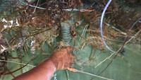 Pekerja menyortir lobster di salah satu tempat penampungan lobster Desa Lhok Bubon, Samatiga, Aceh Barat, Aceh, Rabu (8/12/2021).