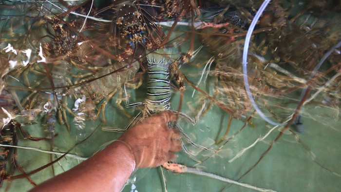 PERMINTAAN LOBSTER MENINGKAT Pekerja menyortir lobster di salah satu tempat penampungan lobster Desa Lhok Bubon, Samatiga, Aceh Barat, Aceh, Rabu (8/12/2021). Menjelang perayaan natal dan tahun baru, permintaan komoditas lobster yang diekspor ke China, Hongkong, Thailand, Malaysia dan Singapura melalui agen penampung di Jakarta mengalami peningkatan hingga 80 persen dari biasanya dengan harga jual berkisar antara Rp350.000 sampai Rp1.250.000 per kilogram tergantung jenis dan ukuran. ANTARA FOTO/Syifa Yulinnas/foc.