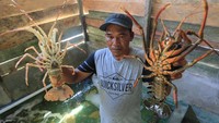 Lobster-lobster itu dijual dengan kisaran harga antara Rp350.000 sampai Rp1.250.000 per kilogram tergantung jenis dan ukuran.