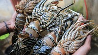 Menjelang perayaan Natal dan tahun baru, permintaan komoditas lobster yang diekspor ke China, Hongkong, Thailand, Malaysia dan Singapura melalui agen penampung di Jakarta mengalami peningkatan hingga 80 persen dari biasanya.
