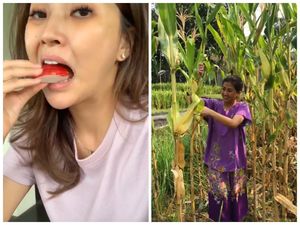 Seru Banget! Ini 7 Momen Sarwendah Panen Hasil Kebun Sendiri