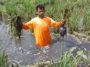 Sedih, Ratusan Hektare Sawah di Subang Terendam Rob
