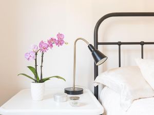 Rahasia Tidur Nyenyak: 5 Tanaman Hias yang Wajib Ada di Kamar