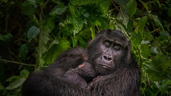Juara ke-3 kategori Wildlife karya J Firtz Rumpf Foto: 360º Photo Awards