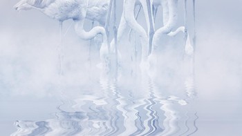 Juara ke-2 kategori Creative karya Robin Moon Foto: 360º Photo Awards