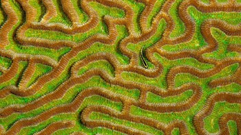 2021 Gold Award kategori Wildlife diraih Diana Fernie Foto: 360º Photo Awards