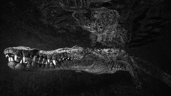 2021 Gold Award kategori Mono diraih Diana Fernie Foto: 360º Photo Awards