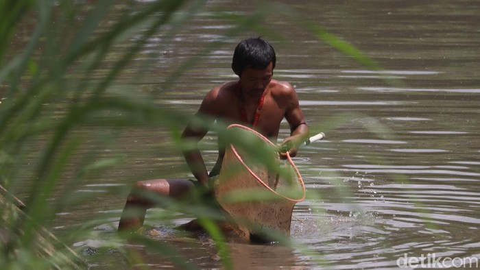 Cacing sutra banyak dicari untuk pakan ikan atau ternak. Cacing ini memilki nilai ekonomi yang sangat tinggi, sehingga banyak orang mencarinya untuk dijual kembali.