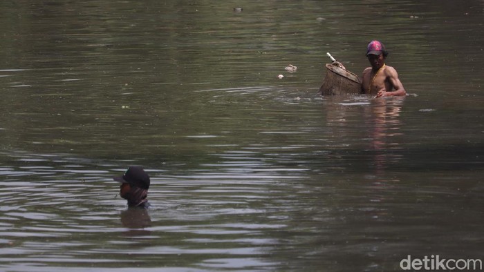 Cacing sutra banyak dicari untuk pakan ikan atau ternak. Cacing ini memilki nilai ekonomi yang sangat tinggi, sehingga banyak orang mencarinya untuk dijual kembali.