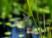 7 Pertanda Capung Masuk Rumah Menurut Feng Shui, Bawa Hoki atau Sial?
