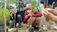 Traveler juga diedukasi dengan tanamana. (Rinto Heksantoro/detikcom)