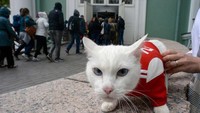 Museum Hermitage juga punya sekreteris pers khusus kucing. Uniknya, meski kucing-kucing tak diizinkan beraa di galeri museum dan jarang terlihat oleh wisatawan, mereka tetap populer (AFP)