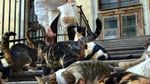 Potret Kucing Penghuni Ruang Bawah Tanah Museum Hermitage