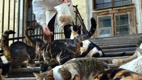 Mereka diberi makan dan dirawat oleh staf di Museum Hermitage. Ada juga loh dokter hewan yang siap sedia dipanggil! (AP)