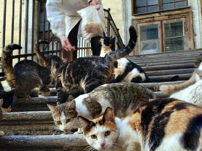 Foto: Istana Kucing di Ruang Bawah Tanah Museum Hermitage