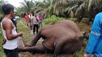 Gajah Liar Mati Tersengat Listrik di Kebun Sawit