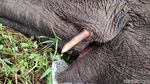 Gajah Liar Mati Tersengat Listrik di Kebun Sawit