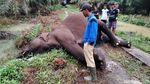 Gajah Liar Mati Tersengat Listrik di Kebun Sawit