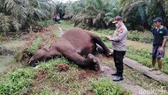 Gajah Liar Mati Tersengat Listrik di Kebun Sawit