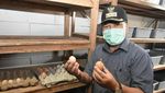 Mengenang Almarhum Oded, Wali Kota Bandung yang Cinta Kuliner Lokal