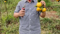 Soal hobi, alm Oded sangat gemar berkebun. Ada banyak momennya saat panen buah dan sayur. Salah satunya saat panen buah jeruk. Foto: Instagram @mangoded_md