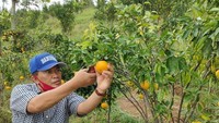 Beginilah keseruan alm Oded saat memetik buah jeruk menggunakan alat khusus. Netizen malah salah fokus dengan buah jeruknya yang berukuran jumbo. Foto: Instagram @mangoded_md