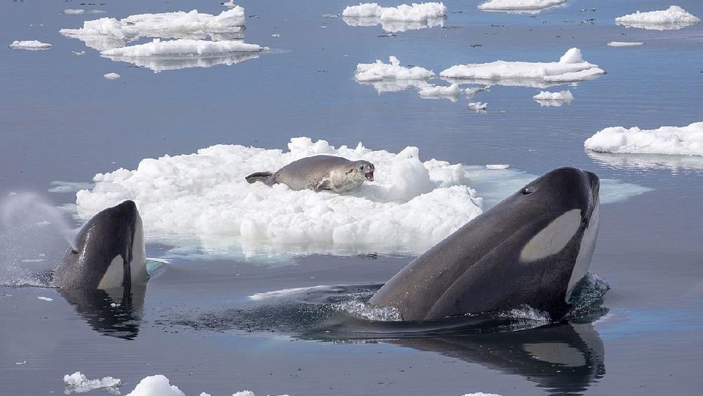 Paus Pembunuh Pesta Makanan di Samudra Arktik: Apa Betul Kabar Buruk?