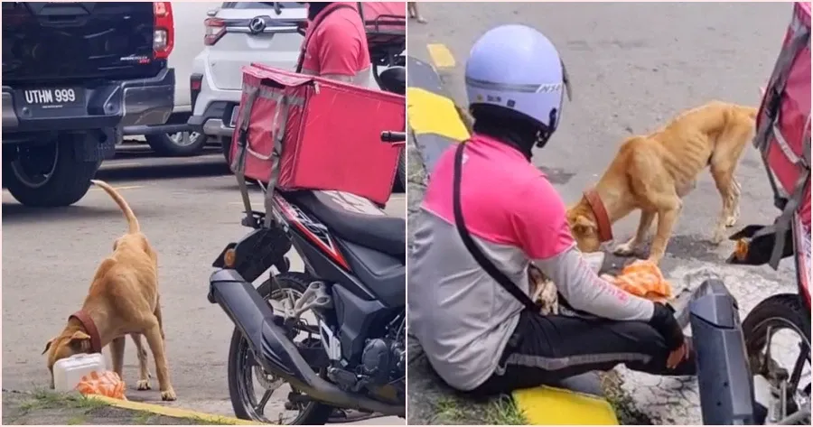Pengantar Makanan Ini Rela Berbagi Makanan dengan Anjing Kelaparan