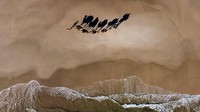 Akhirnya ia memutuskan untuk mencoba jalan yang berbeda. Ia melakukan perjalanan melintasi bedua dengan lima unta di belakangnya. Getty Images/Brook Mitchell 
