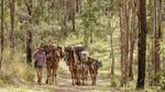 Tak Biasa, Wanita Ini Keliling Australia Bareng 5 Unta