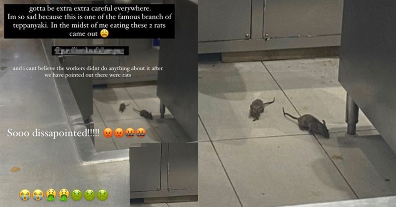 Temukan Tikus di Dapur Restoran, Wanita Ini Malah Ditertawakan Pegawai Restoran