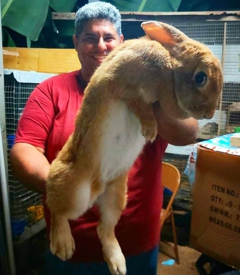 fotoinet penampakan hewan berukuran tak normal