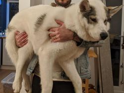 Penampakan Hewan Hingga Sayuran Berukuran Abnormal