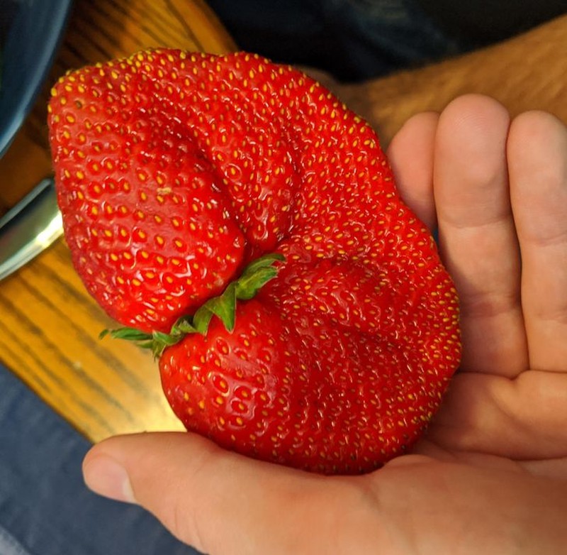 fotoinet penampakan hewan berukuran tak normal