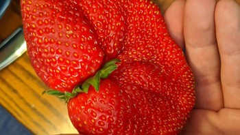 Pernah liat ukuran strawberry ini? Foto: Brightside