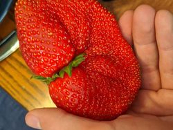 Penampakan Hewan Hingga Sayuran Berukuran Abnormal