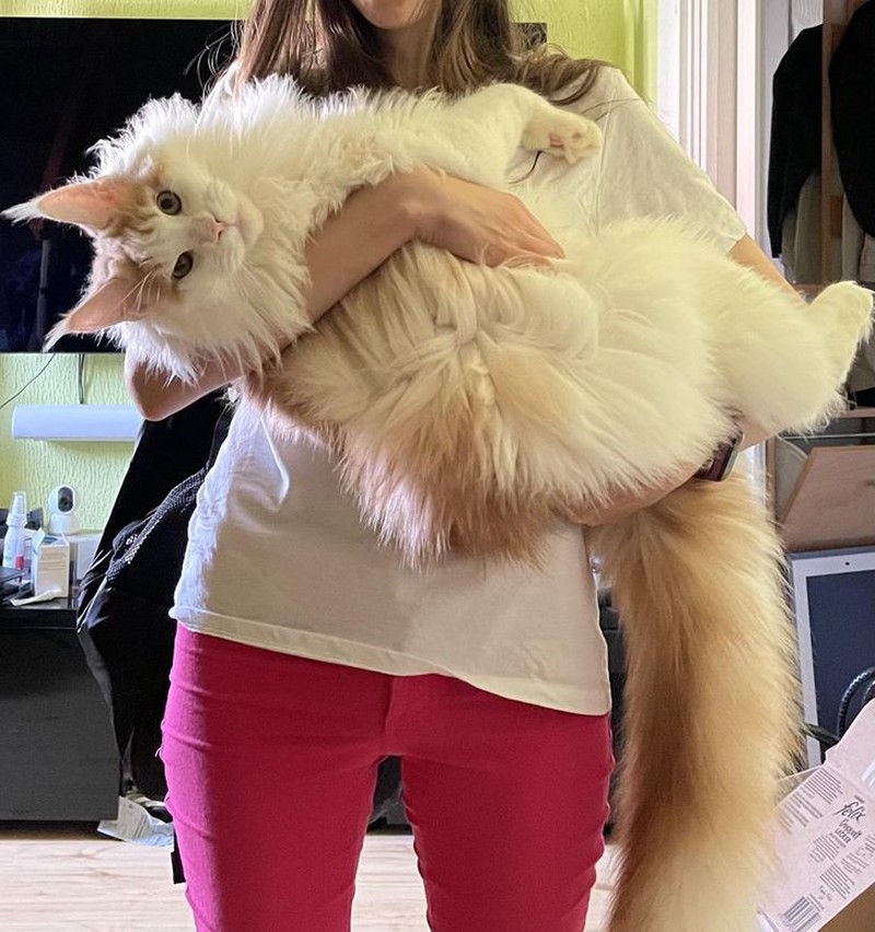 fotoinet penampakan hewan berukuran tak normal