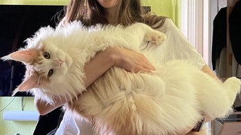 Si kucing gemes yang punya badan besar. Foto: Brightside