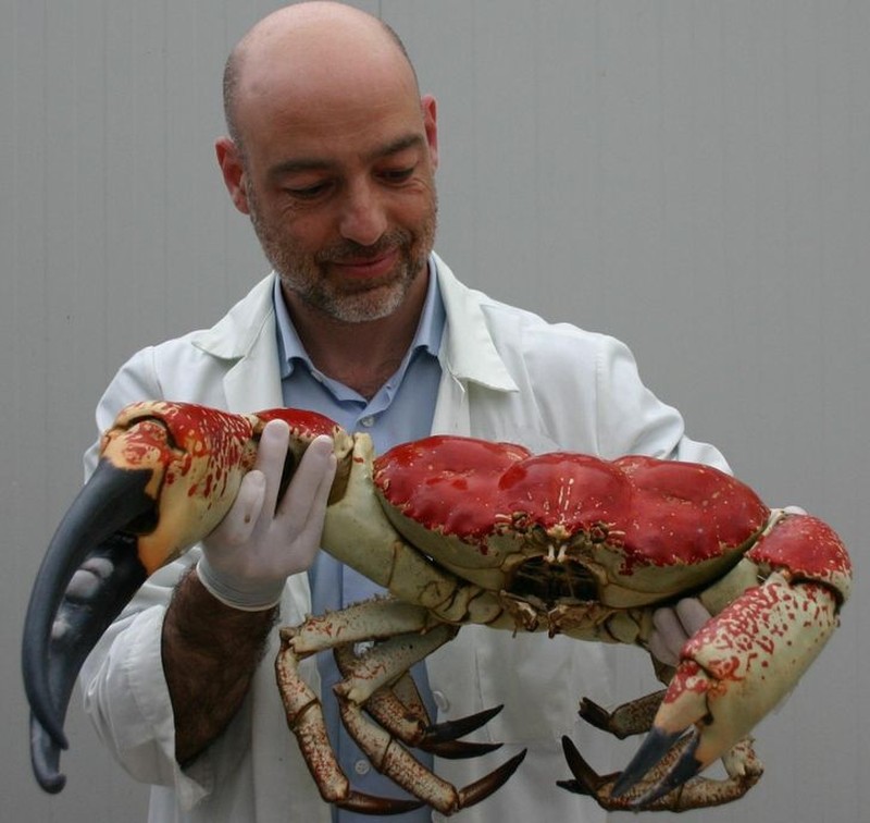 fotoinet penampakan hewan berukuran tak normal