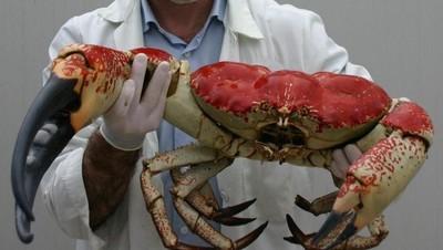 Penampakan Hewan Hingga Sayuran Berukuran Abnormal