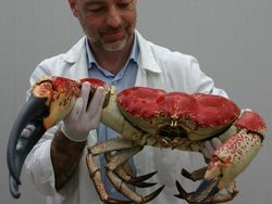 Penampakan Hewan Hingga Sayuran Berukuran Abnormal