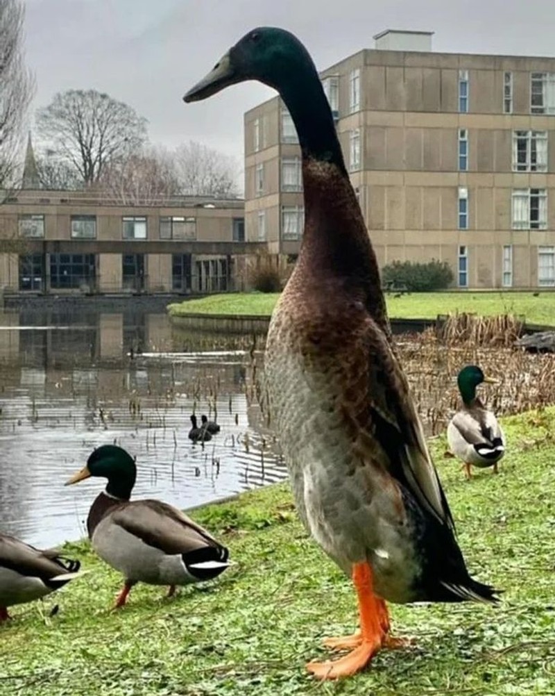 fotoinet penampakan hewan berukuran tak normal