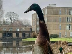 Penampakan Hewan Hingga Sayuran Berukuran Abnormal