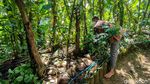 Kampung di Kulon Progo yang Miliki Tambang Emas Hijau