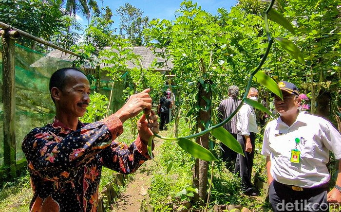 Kampung Vanili Kulon Progo Kampung Vanili Kulon Progo