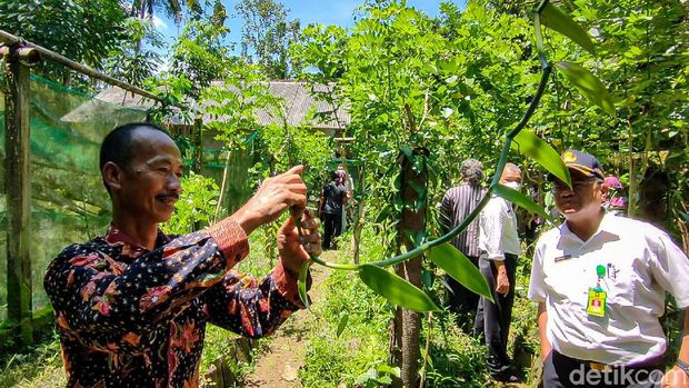 Kampung Vanili Kulon Progo Kampung Vanili Kulon Progo